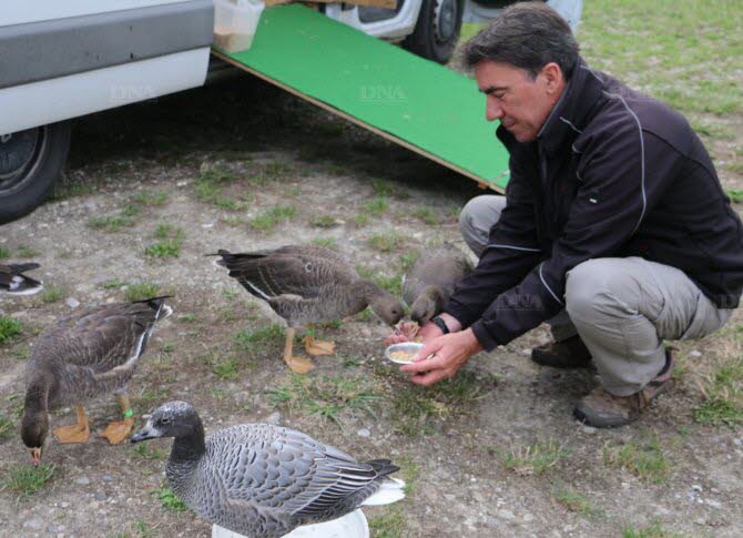 apres-l-effort-le-moment-des-recompenses-pour-les-oies-qui-sont-tres-familieres-avec-le-pilote