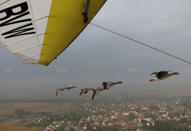 impressionnant-de-voler-avec-les-oies