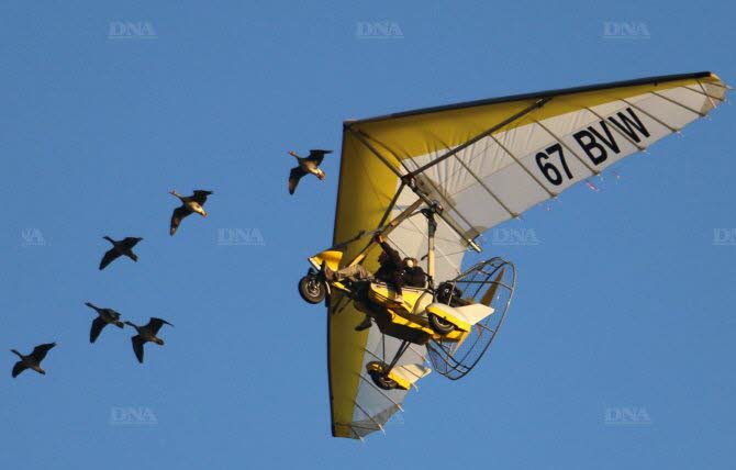 une-escadrille-de-six-oies-accompagne-l-ulm-de-francois-proix-dans-le-ciel-du-ried